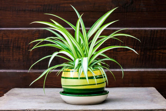 Spider Plant in a nice green and yellow pot