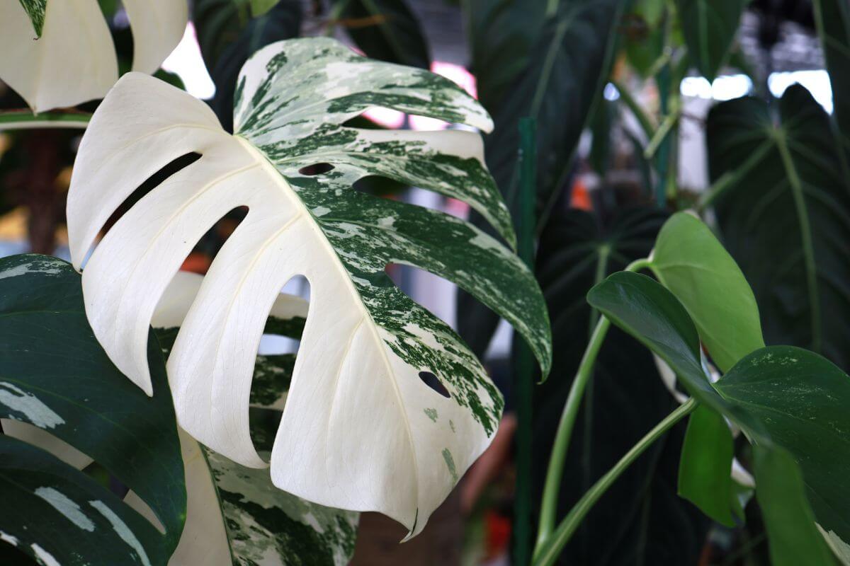 Monstera