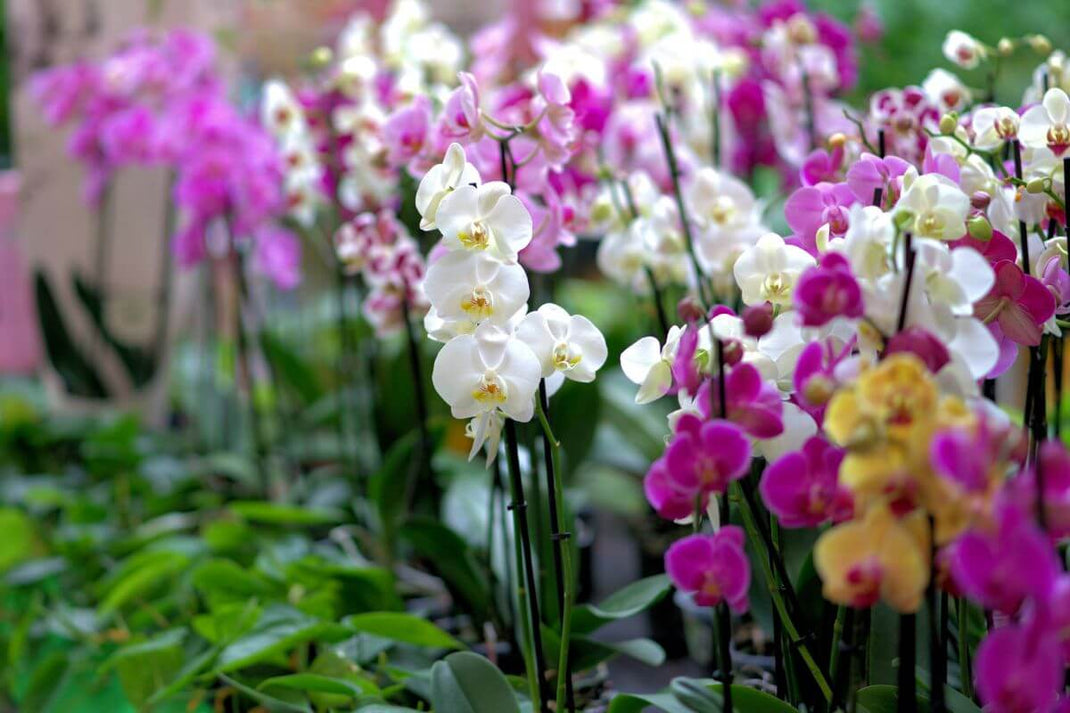 Orchids | Houseplans | All About Planties – All About Planties™