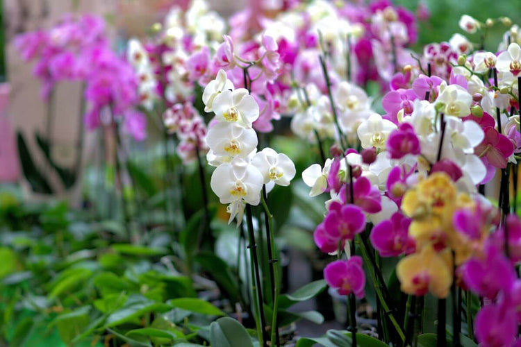 Orchids