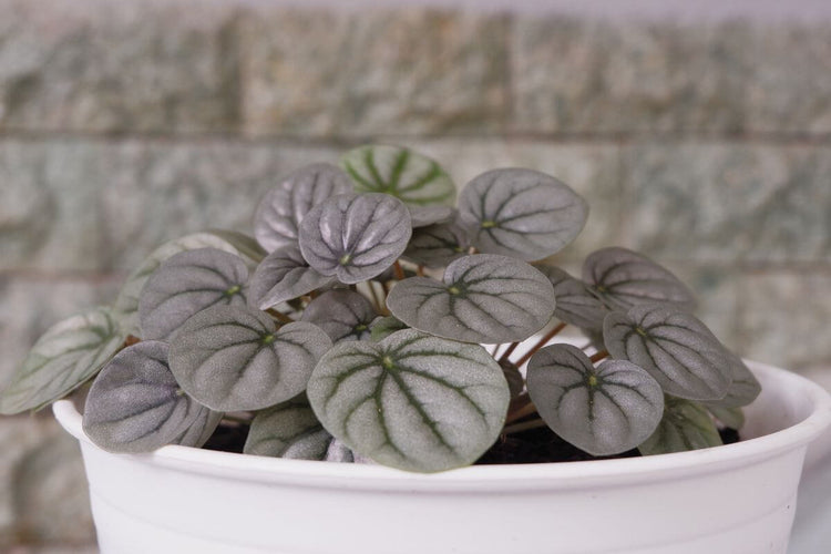 Peperomia