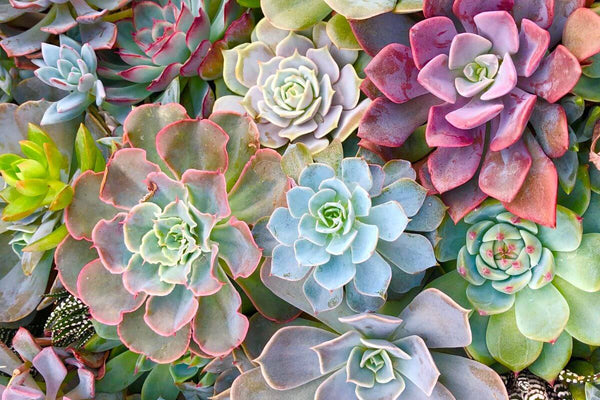 Houseplants delivered to your door | Shop Indoor Plants – All About ...