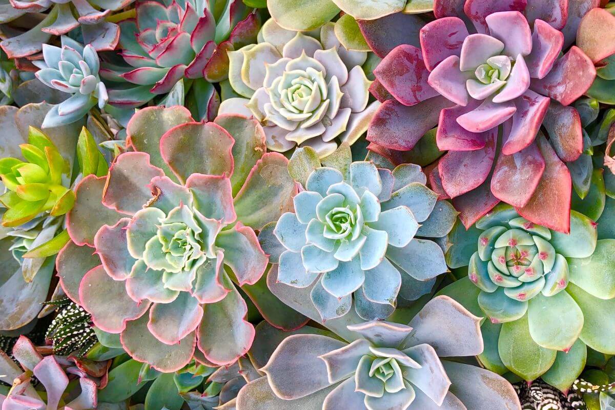 Succulents