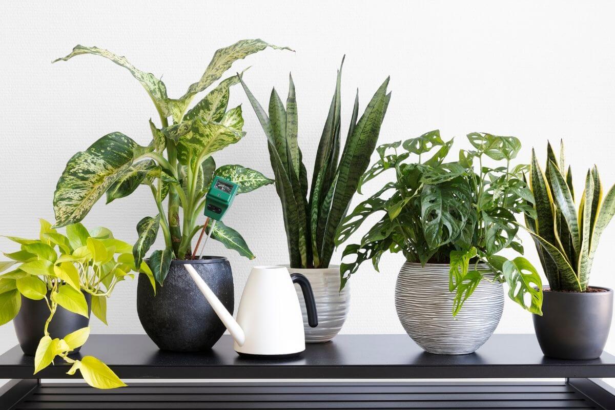 Easy Care Plants