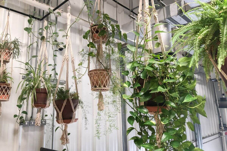 Hanging Plants