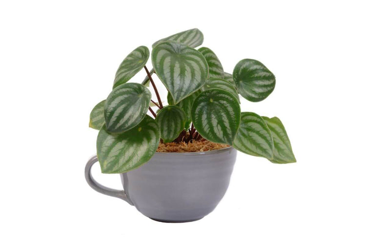 Plants Under $19.99