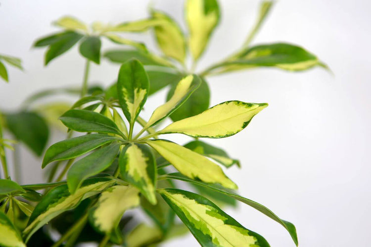 Schefflera