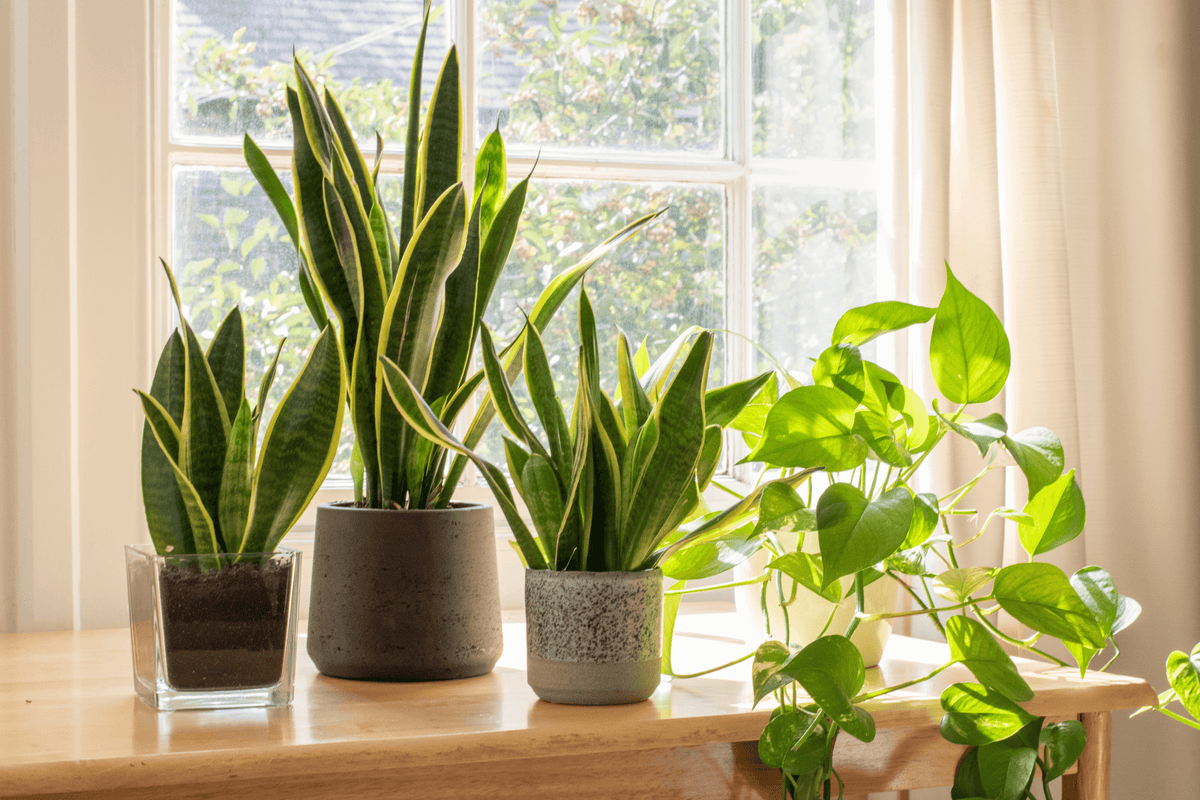 Low-Light Houseplants