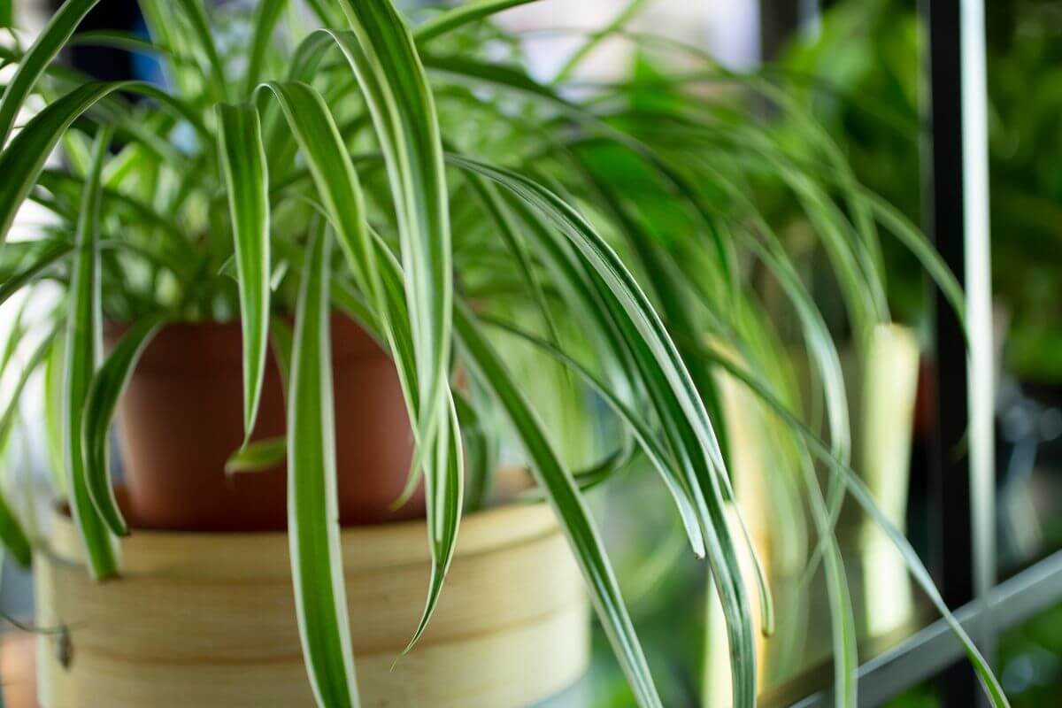 Plantas araña
