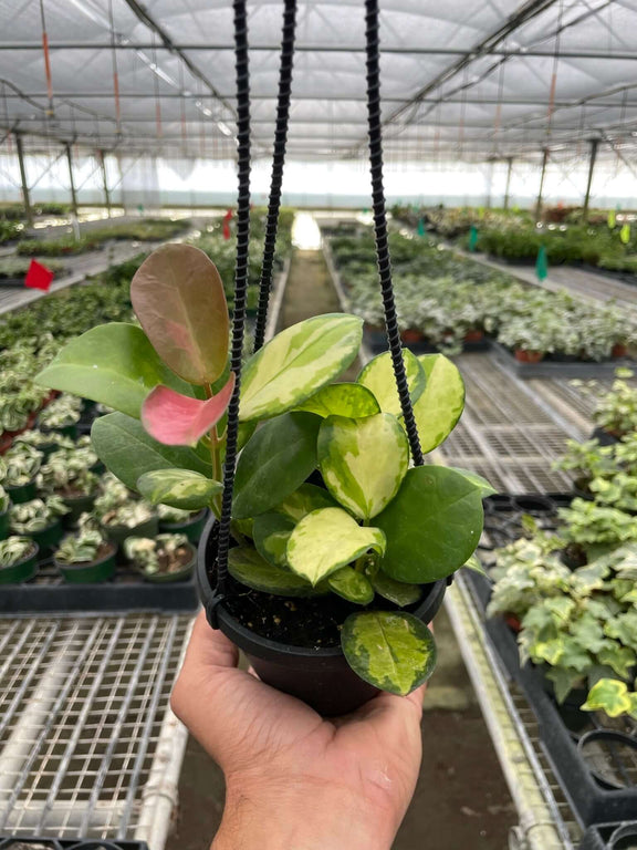 ebay house plants for sale Hoya 'Lisa' - Variegated Pet Safe Trailing Houseplant