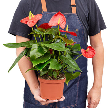 Person holding a Anthurium Red | Tropical Indoor Plant | All About Planties