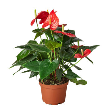 Anthurium Red | Tropical Indoor Plant | All About Planties