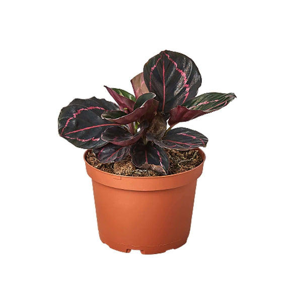 Calathea Dottie 6inch pot| Indoor Plant | All About Planties