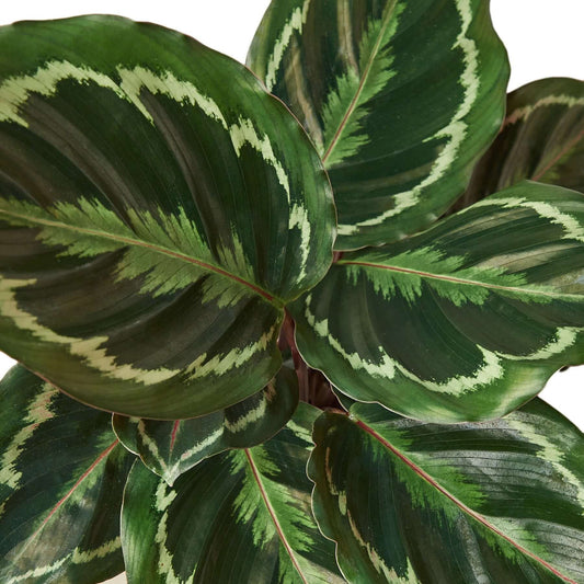 calathea-medallion leaves closeup