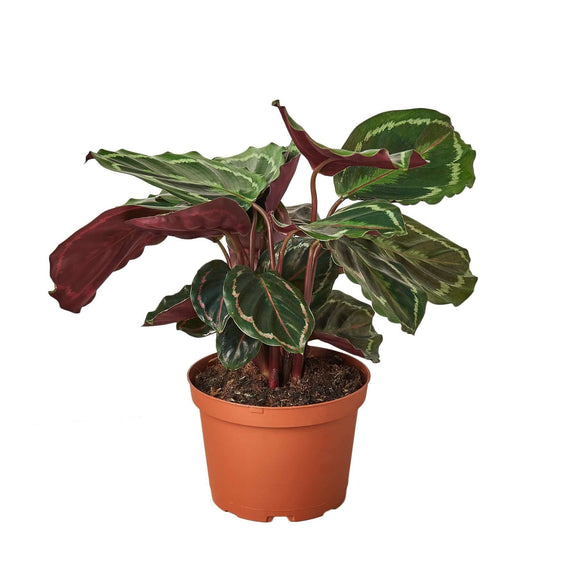 calathea-medallion plant 6inch pot