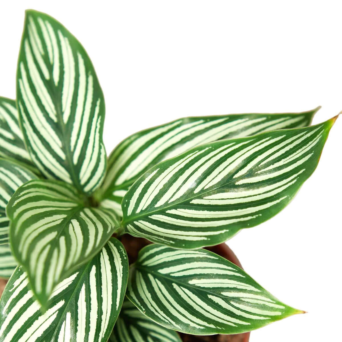 Calathea 'Vittata' | Elegant & Pet-Friendly Houseplant – All About Planties