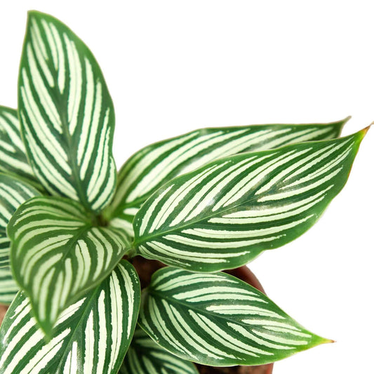 Calathea 'Vittata' | Elegant & Pet-Friendly Houseplant – All About Planties