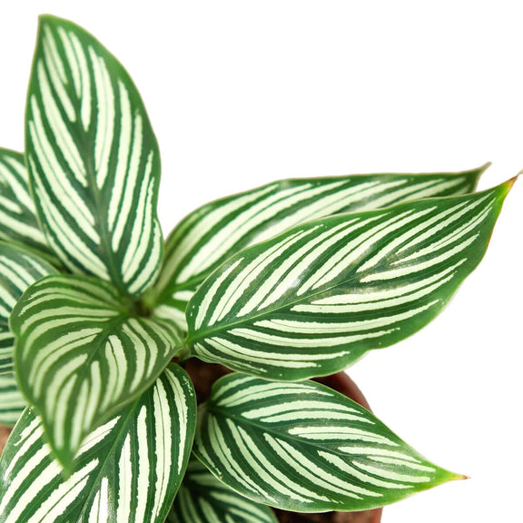 Calathea 'Vittata' | Elegant & Pet-Friendly Houseplant – All About Planties