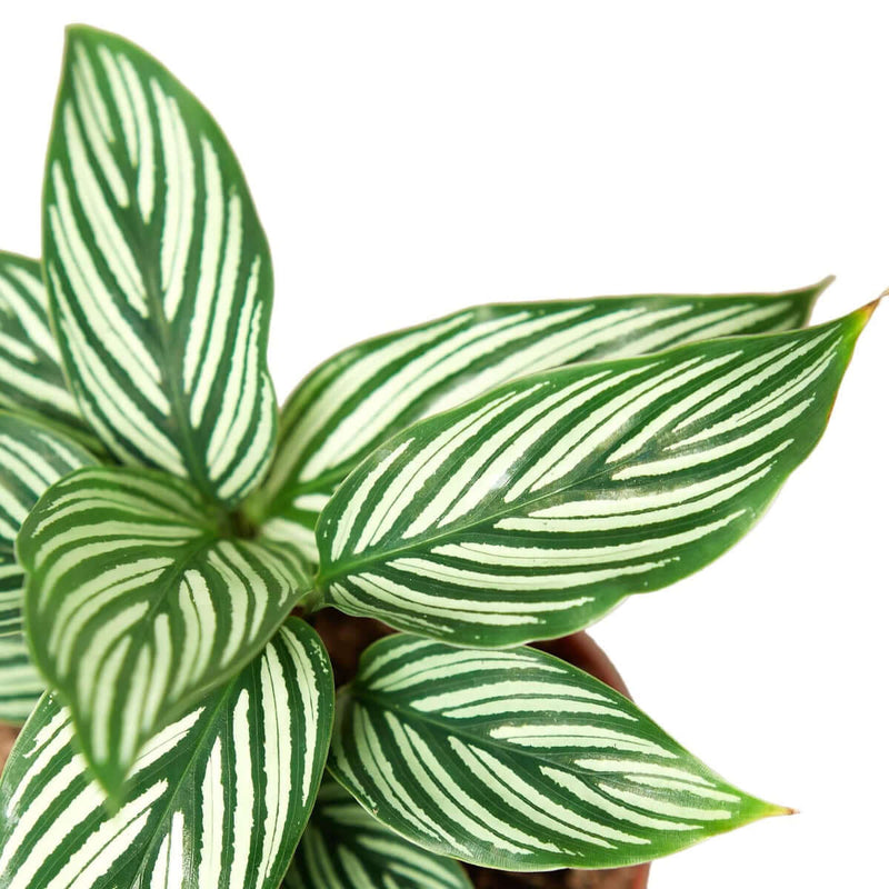 Calathea 'Vittata' | Elegant & Pet-Friendly Houseplant – All About Planties