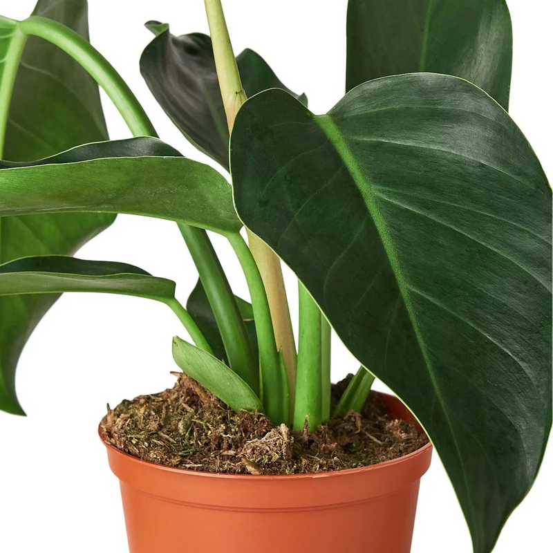 Potted Congo Green  plant with large green leaves on a white background
