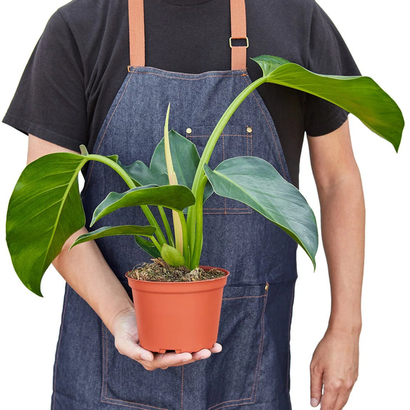 philodendron congo verde Philodendron 'Congo Green' 6" Pot