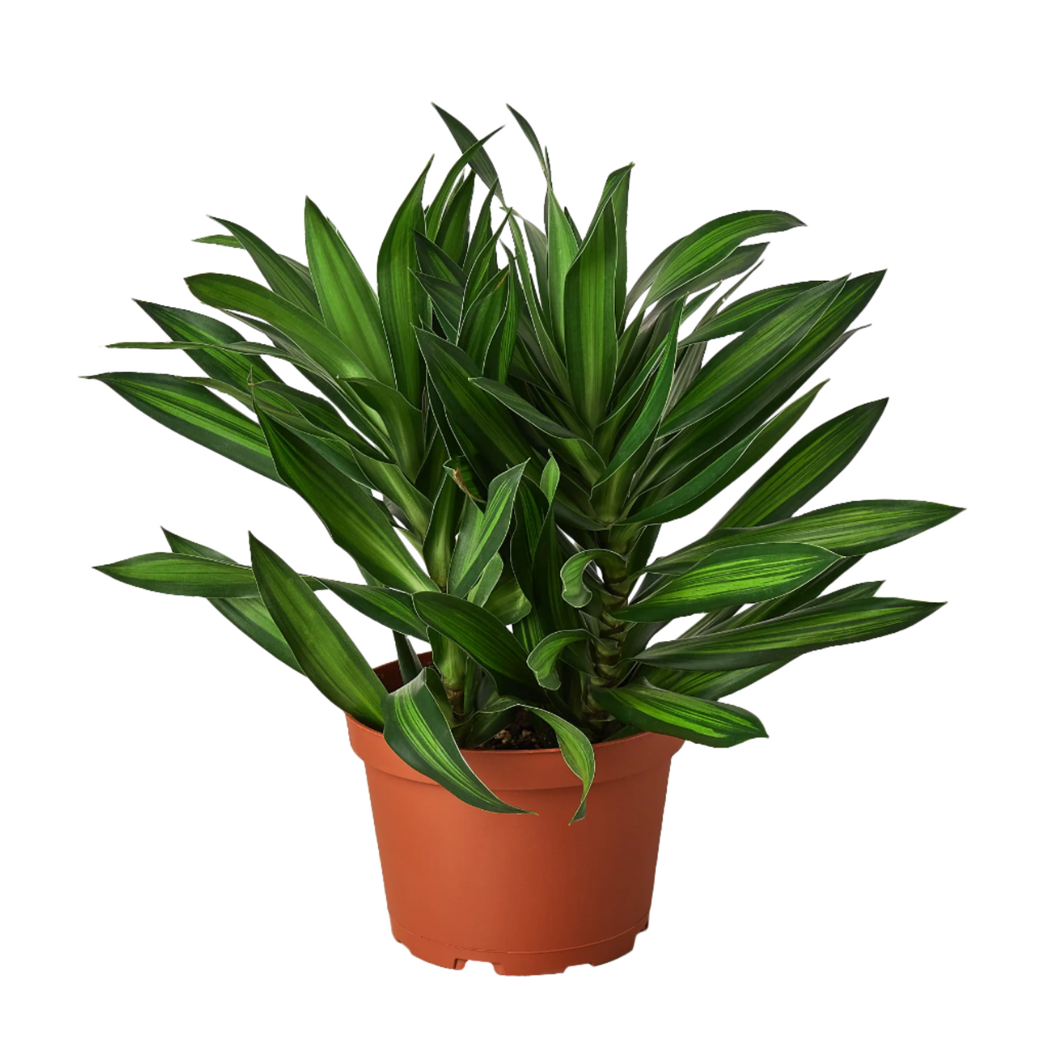 dracaena glauca Dracaena 'Song of Jamaica'
