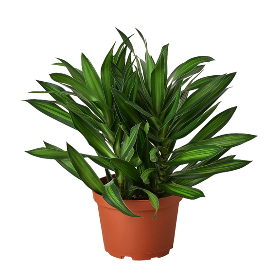 dracaena-song-of-jamaica 6inch pot