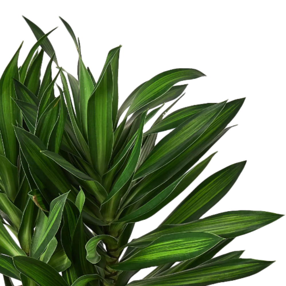 dracaena song of jamaica plant Dracaena 'Song of Jamaica'