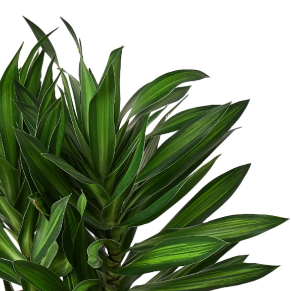 potted plants for sale in jamaica Dracaena 'Song of Jamaica'