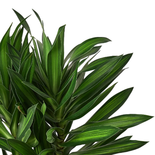 close up dracaena-song-of-jamaica plant