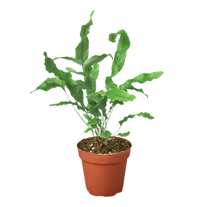 Blue Star Fern