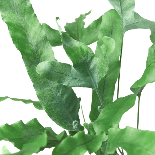 Blue Star Fern