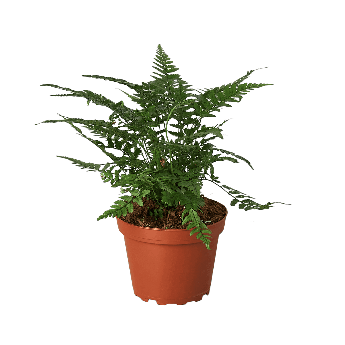 Air Purifying Plant Bundle