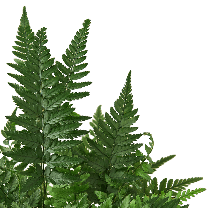 Close-up Korean Rock Fern 