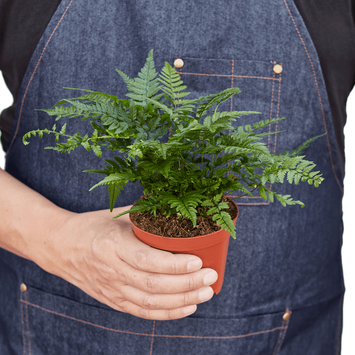 Person holding a Korean Rock Fern plant