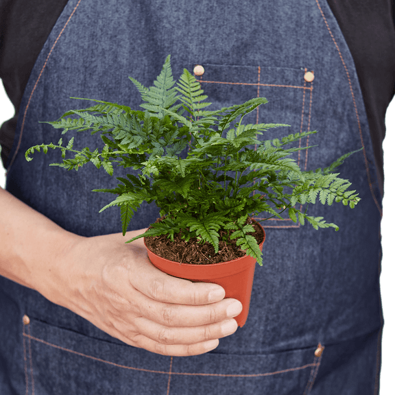 Person holding a Korean Rock Fern plant