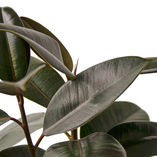 Ficus Elastic Burgundy Leaves Details by All About Planties
