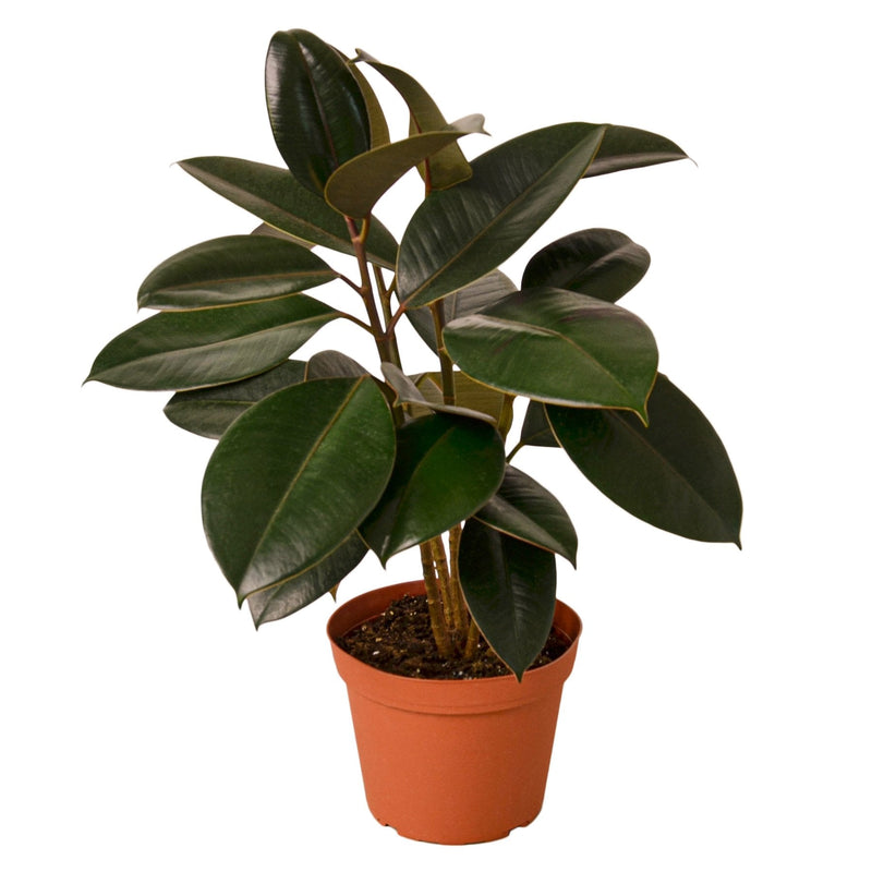 Ficus Elastic Burgundy plant potted  by All About Planties