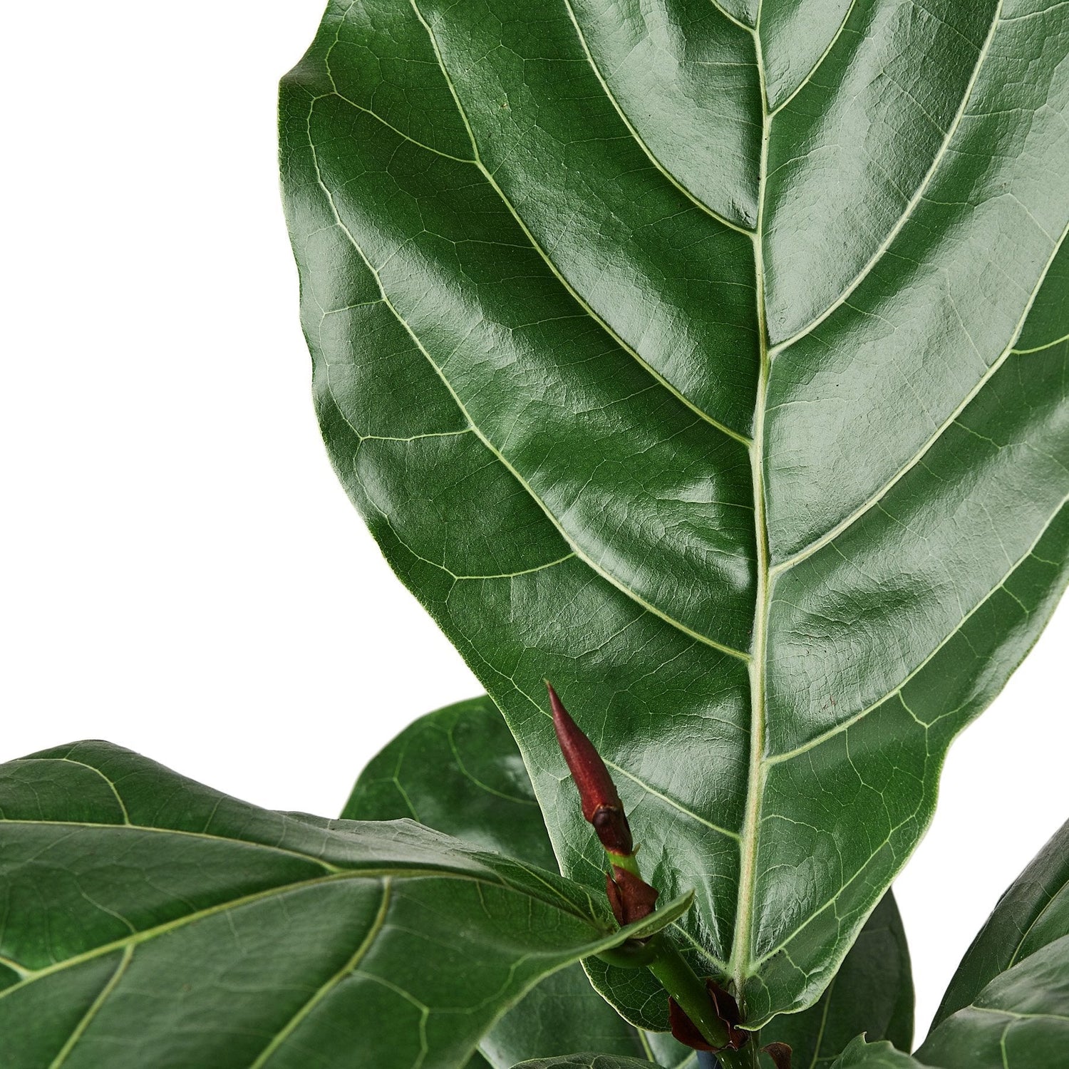 Closeup of Fiddle Leaf Fig | All About Planties