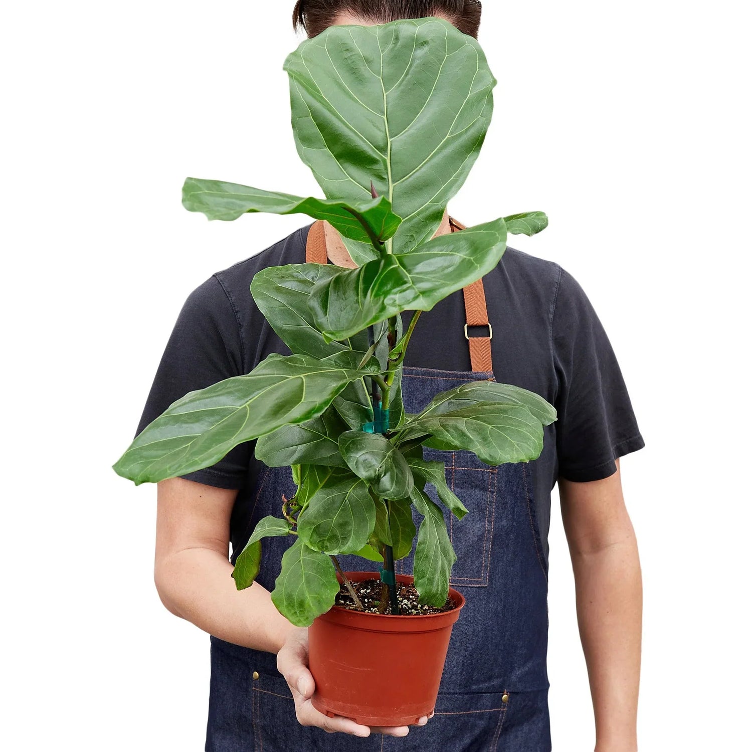 Person holding a Ficus Lyrata | Houseplants