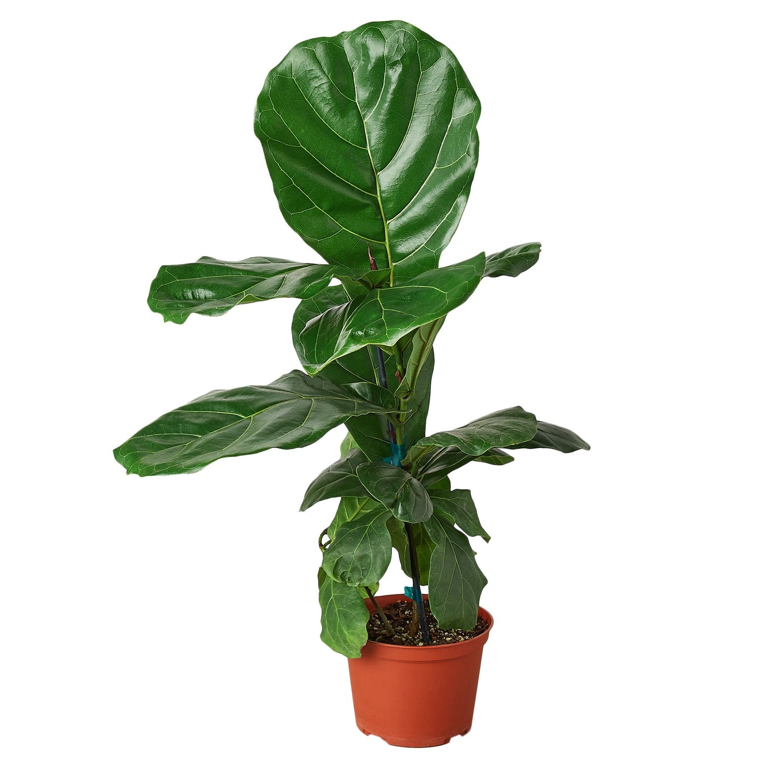 Ficus Lyrata Fiddle Leaf Fig | Indoor Plants