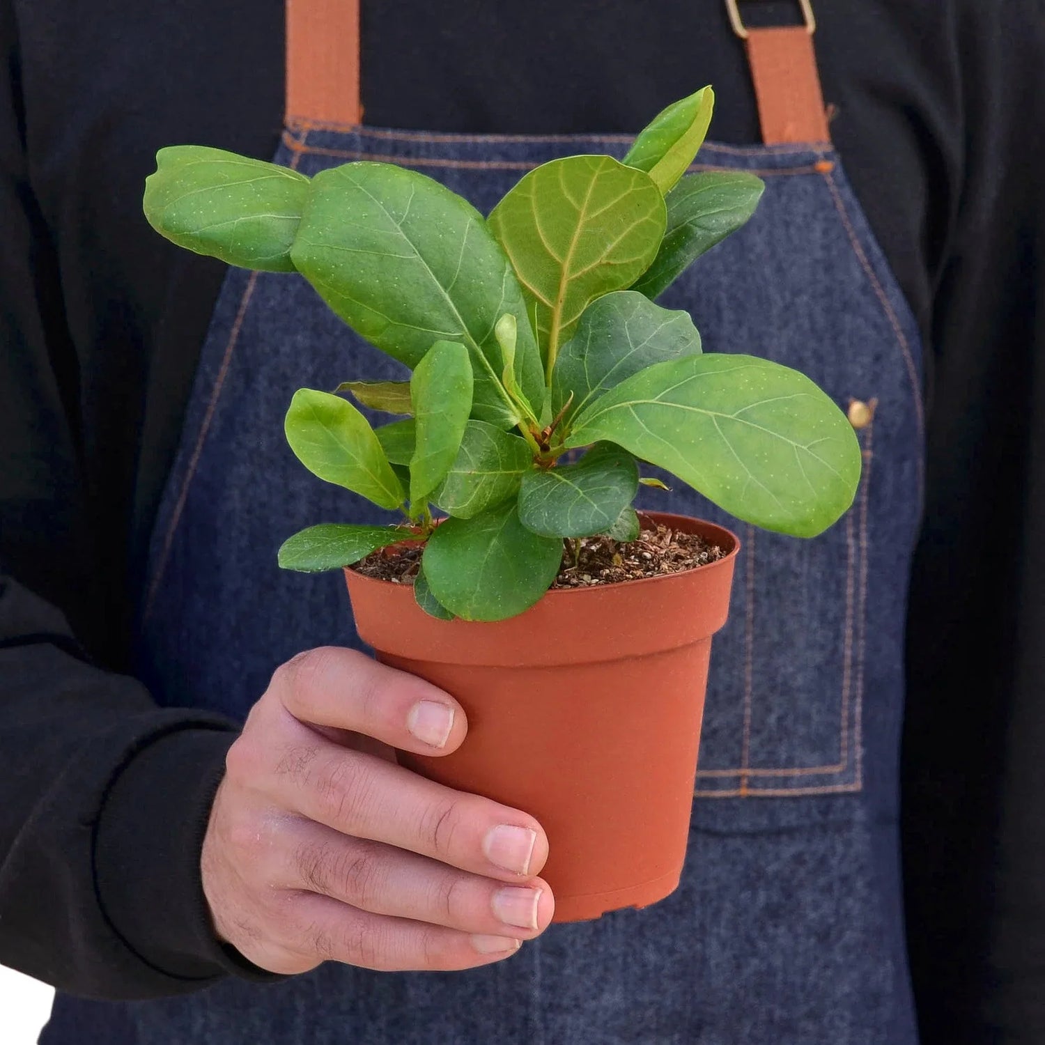 Person holding a Ficus Lyrata 4inch pot | All About Planties