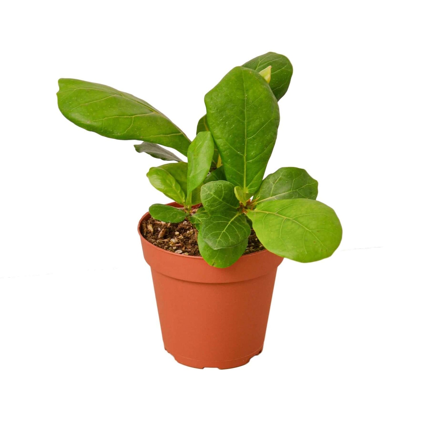 Ficus Lyrata Fiddle Leaf Fig 4inch pot | All About Planties