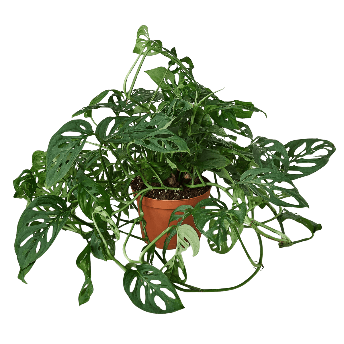 Trailing Monstera Adansonii with natural leaf holes in warm orange planter