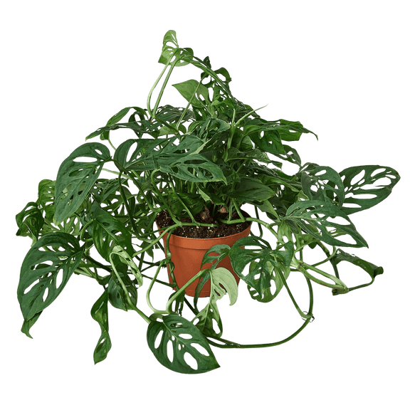 Trailing Monstera Adansonii with natural leaf holes in warm orange planter
