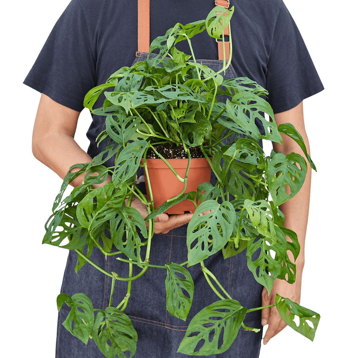 Monstera Adansonii Swiss Cheese - Popular Houseplant for Delivery – All ...