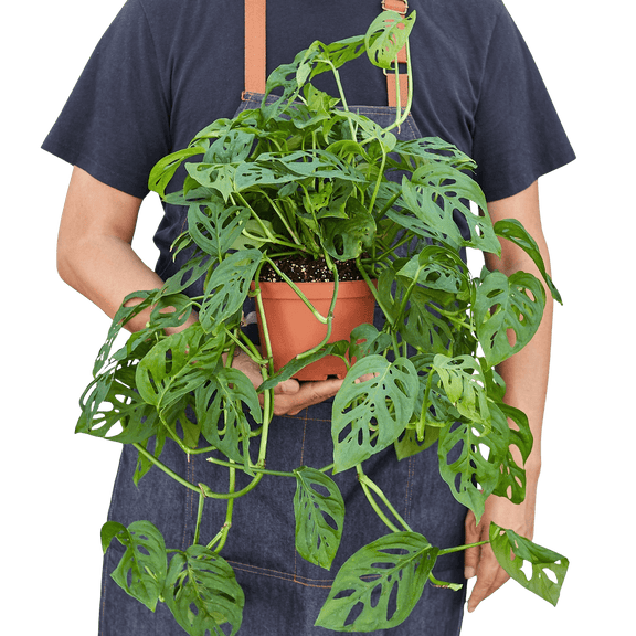 Person holding a potted Trailing Monstera Adansonii with natural leaf holes in warm orange planter