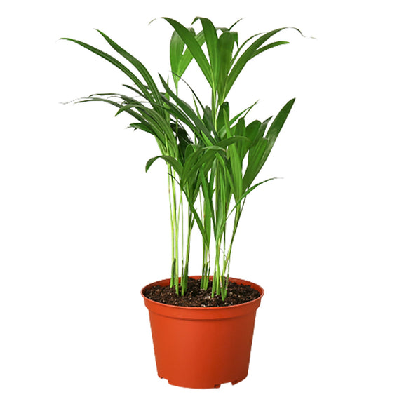 air purifying areca palm Areca Palm - Air-Purifying Butterfly Palm