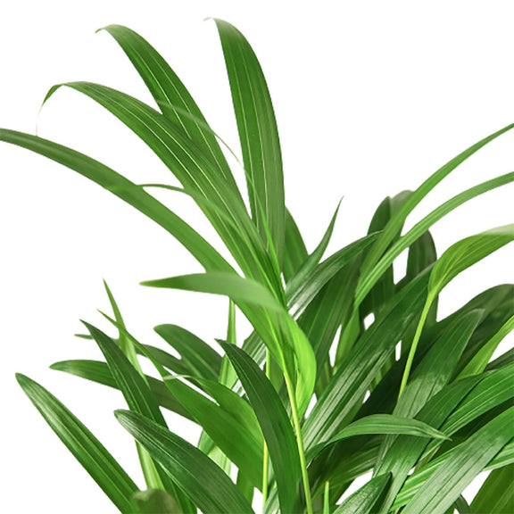 areca butterfly palm for sale Areca Palm - Air-Purifying Butterfly Palm
