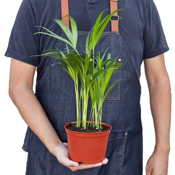 areca palm air purifying Areca Palm - Air-Purifying Butterfly Palm